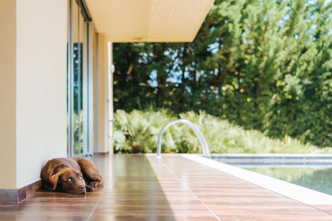 Ap Lago Montargil - Conference & Spa מראה חיצוני תמונה The photo shows a brown dog lying on a tiled patio beside a swimming pool. The patio is partially shaded by a modern building, and there are green trees visible in the background, indicating a pleasant outdoor setting. The dog appears relaxed and is 
